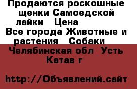 Продаются роскошные щенки Самоедской лайки › Цена ­ 40 000 - Все города Животные и растения » Собаки   . Челябинская обл.,Усть-Катав г.